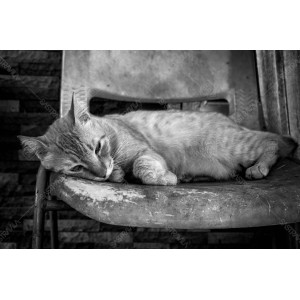 Kucing BW 001