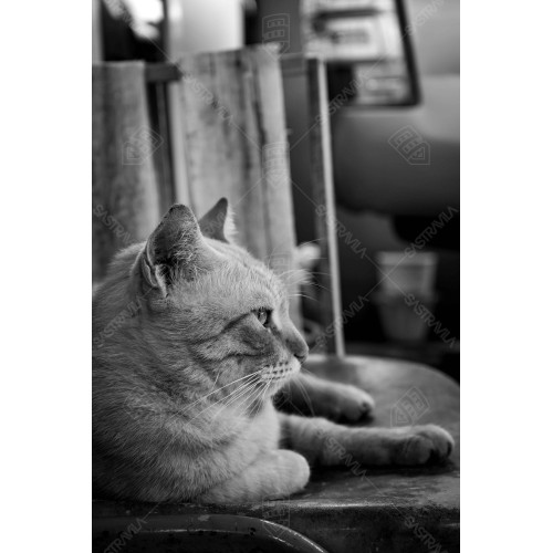 Kucing BW 002