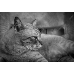 Kucing BW 003