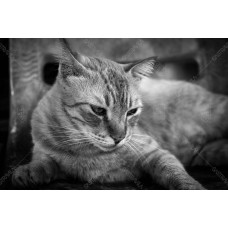 Kucing BW 004