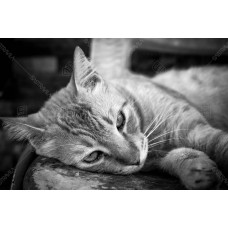 Kucing BW 005