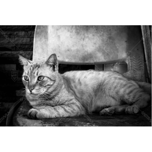 Kucing BW 006