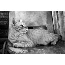 Kucing BW 007