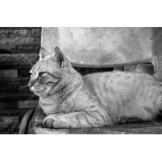 Kucing BW 008