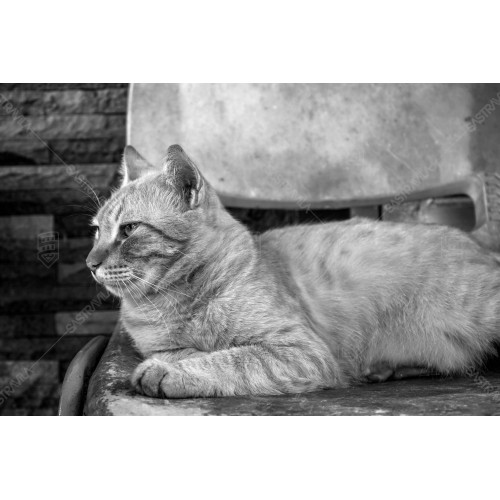 Kucing BW 008