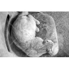 Kucing BW 009