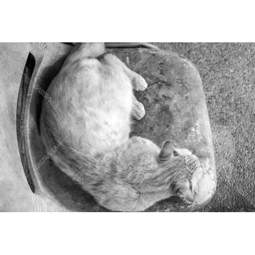 Kucing BW 009