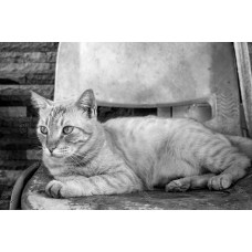Kucing BW 010