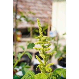 Bunga Bayam 001