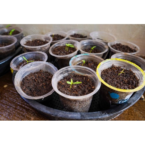 Bibit Tanaman 001