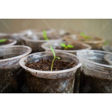 Bibit Tanaman 002