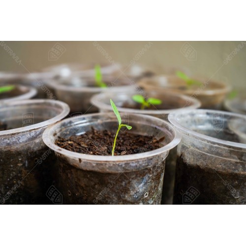 Bibit Tanaman 002