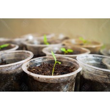 Bibit Tanaman 003