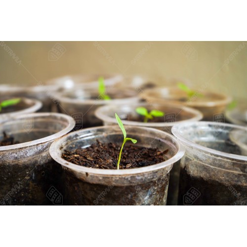 Bibit Tanaman 003