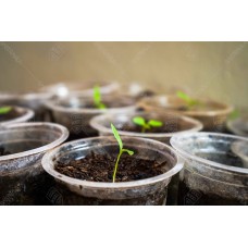 Bibit Tanaman 004