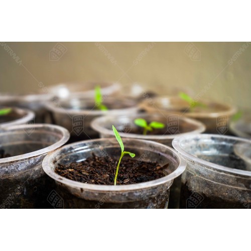 Bibit Tanaman 004