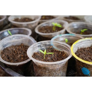 Bibit Tanaman 005 Bibit Tanaman 005