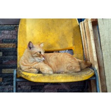 Kucing Oren 012