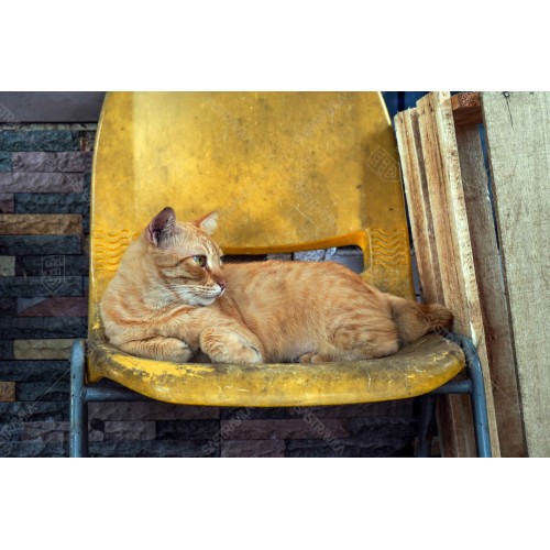 Kucing Oren 013