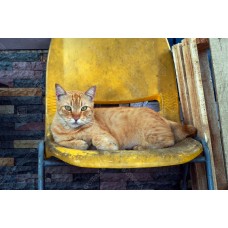 Kucing Oren 015