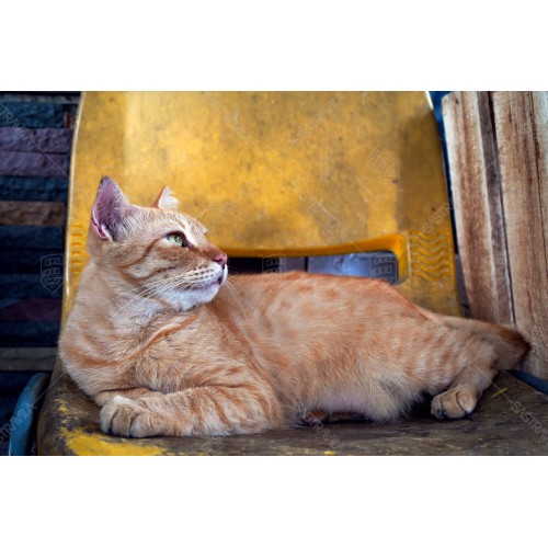 Kucing Oren 017