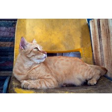 Kucing Oren 018