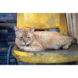 Kucing Oren 001 Kucing Oren 001
