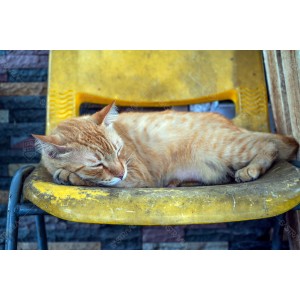 Kucing Oren 002 Kucing Oren 002