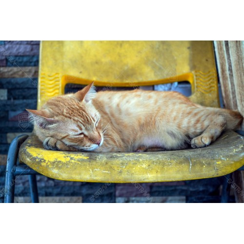 Kucing Oren 002