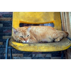 Kucing Oren 003