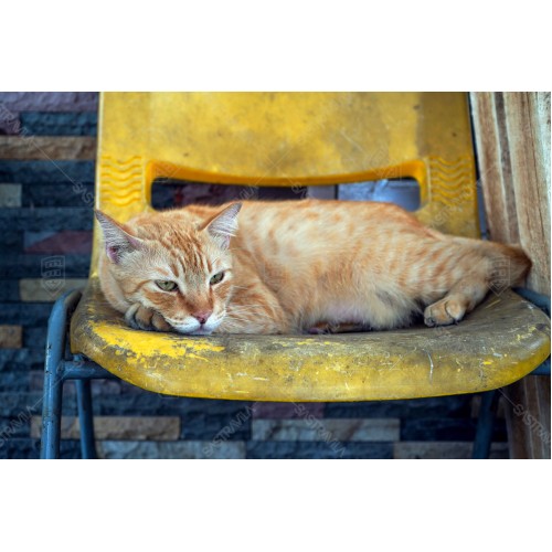 Kucing Oren 003