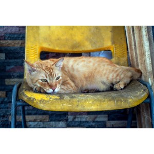Kucing Oren 004 Kucing Oren 004