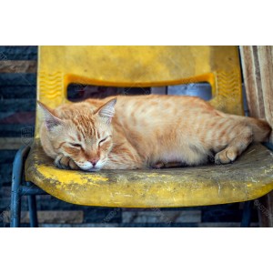 Kucing Oren 005 Kucing Oren 005