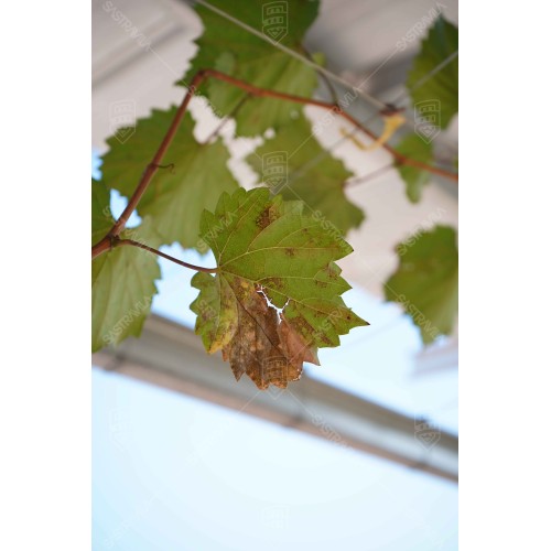 Daun Anggur 002