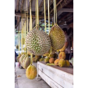 Buah Durian 001 Buah Durian 001