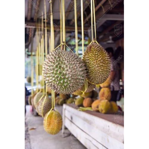 Buah Durian 001