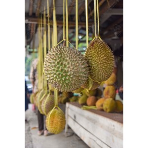 Buah Durian 002 Buah Durian 002