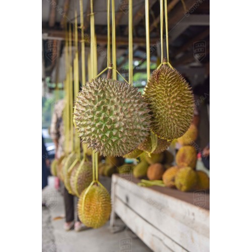 Buah Durian 002