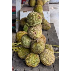 Buah Durian 003