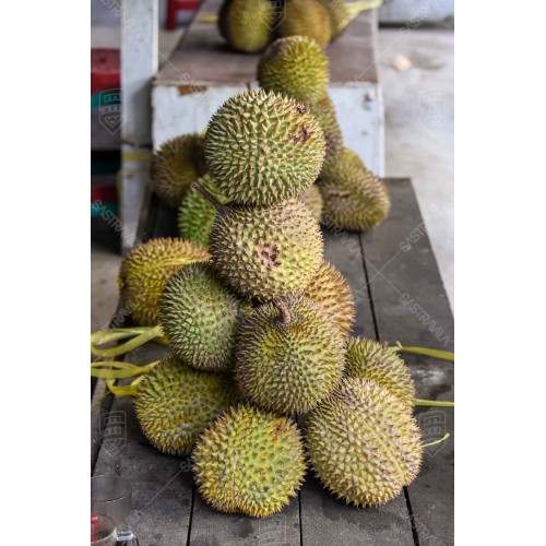 Buah Durian 003