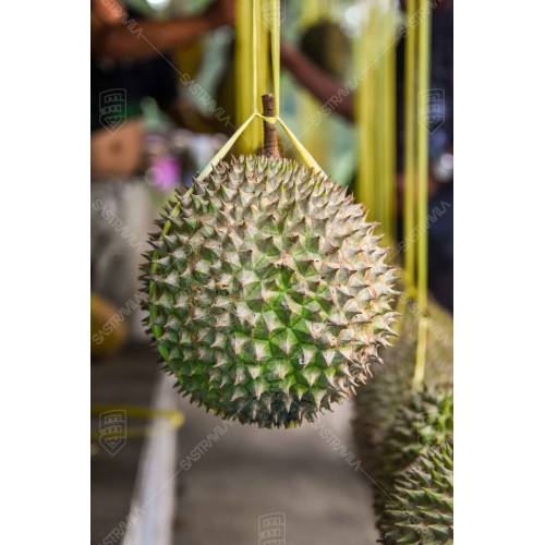 Buah Durian 004