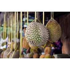 Buah Durian 005