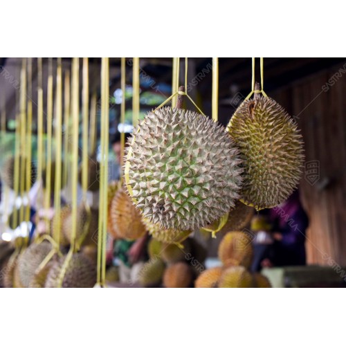 Buah Durian 005