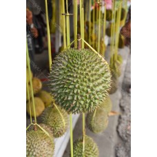 Buah Durian 006