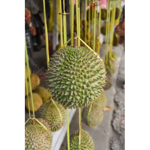 Buah Durian 006