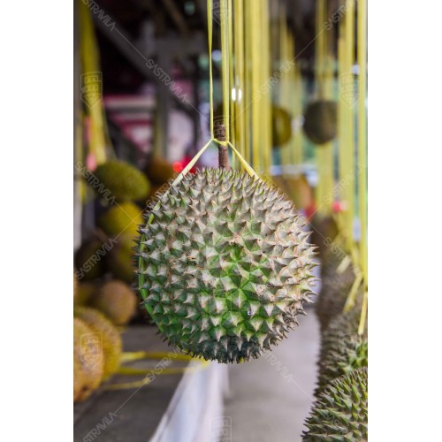 Buah Durian 007