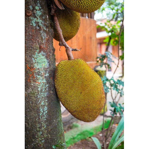 Buah Nangka 001