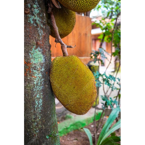 Buah Nangka 002