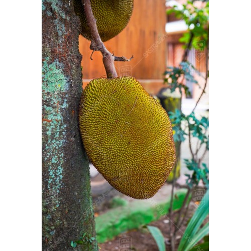 Buah Nangka 003