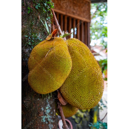 Buah Nangka 004